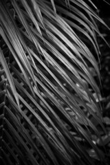 Cirrus palm. Close up of leaves. Background, texture. exotic plant. Nature, naturalness. B/W