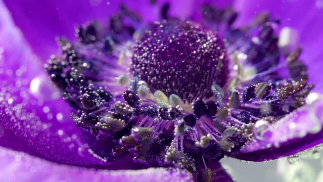 A bright purple flower in the water. Stock footage. Large flower petals wrapped in water on which there are many drops in macro photography.