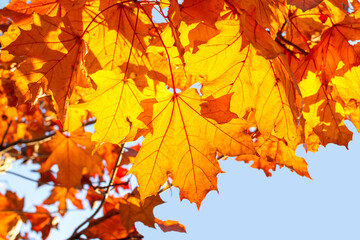 Naklejka na ściany i meble bright golden maple foliage against the blue sky