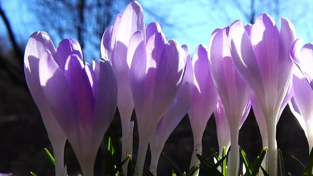 Crocus flowers in the park. Shooting macro.