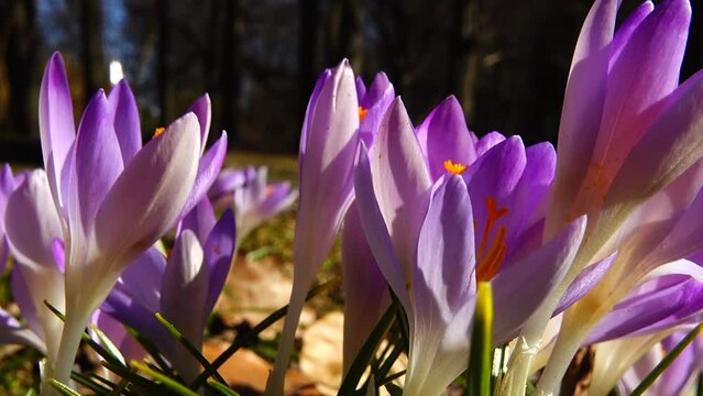 Crocus flowers in the park. Shooting macro.