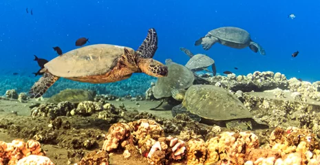 Fotobehang sea turtles © Pat