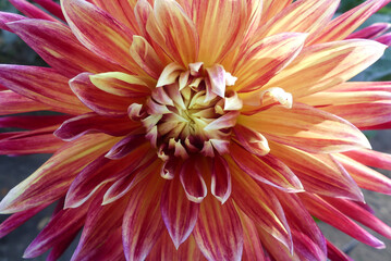 Dahlia, Akita variety. Large flower with long red and orange petals