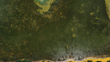 Aerial view of the wetlands, swamp. drone view on green plants floating on water surface. Summer nature scenery