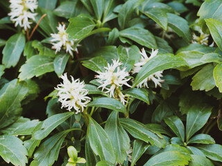 Japanese pachysandra or Pachysandra terminalis. White flowers with thick filaments above clusters of leaves pale green to yellowish green on short creeping stems