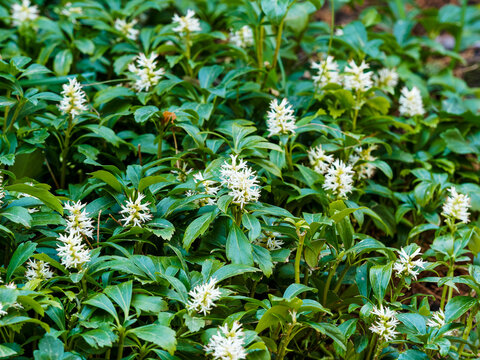 Pachysandra terminalis | Japanese pachysandra or carpet box or Japanese spurge. Ornamental groundcover plant with white inflorescence and green foliage