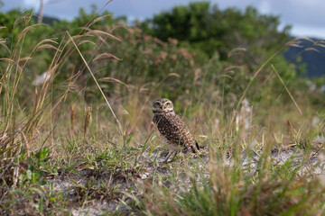 Owl - Athene cunicularia