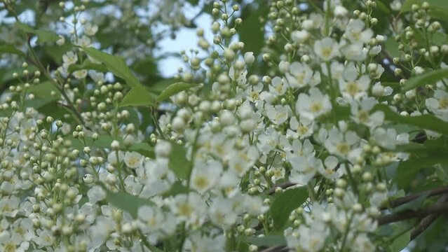 Prunus padus, known as bird cherry, hackberry, hagberry, or Mayday tree, is flowering plant in rose family Rosaceae