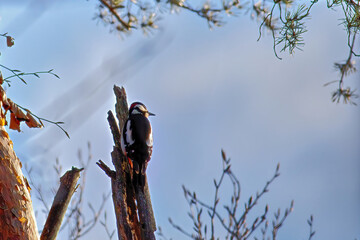 close up of a woodpecker bird on a tree