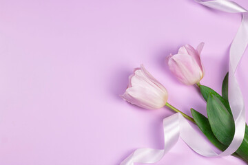 Spring holiday background with pink tulip flowers on pink background. Congratulatory background with copy space.