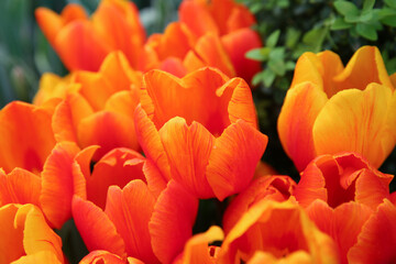 yellow-red tulips in the garden, blurred floral background