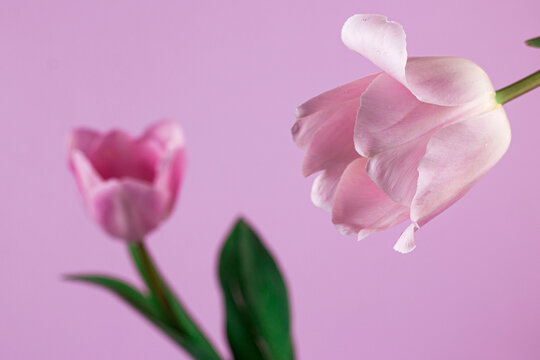 Pink tulip on pink background. Beautiful blossom tulip close-up image with copy space. spring holiday greeting card concept.