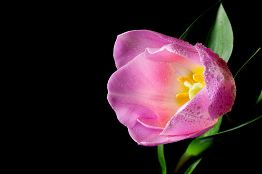 One pink tulip with water drops on black background. Beautiful blossom tulip close -up image, minimal concept with copy space.