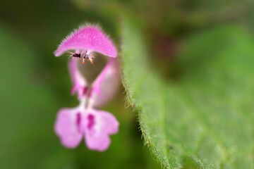 Red dead-nettle - Lamium purpureum - Lamiaceae