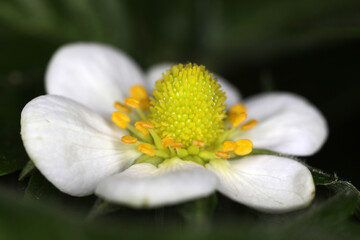 Obraz premium Flower of wild strawberry - Fragaria vesca - Rosaceae