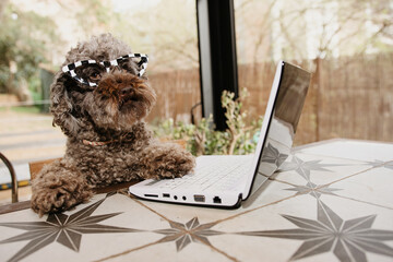 Poodle dog working with a laptop at terrace outdoors