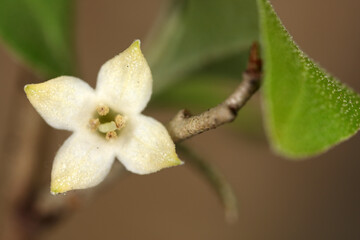 Naklejka na ściany i meble Flower of Daphne alpina - Thymelaeaceae