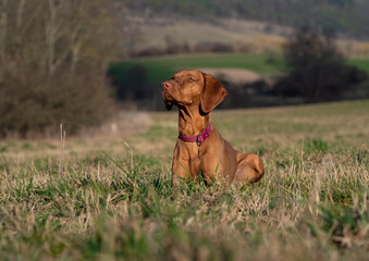 A ungarian magyar vizsla dog closeup in jena