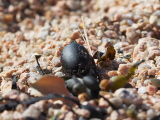 Gros plan sur une boule d'algue noire sur sable de granit rose, plage de la bastille, Ploumanac'h