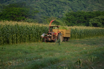 tractor cosechando