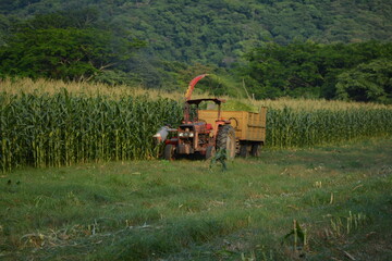 Fototapeta premium tractor cosechando