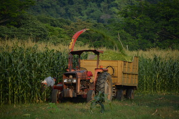 tractor cosechando