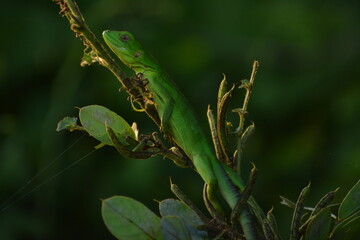 lagartija verde