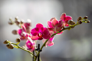 wonderful pink orchids in the sunlight