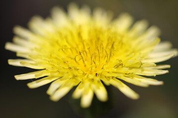 Taraxacum officinale - Dandelion - Common dandelion - Asteracea