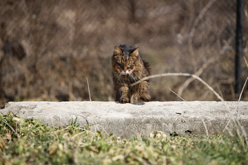 the cat hid behind the concrete block