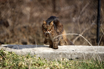 lion cub in the wild
