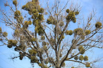 mistletoe on a big tree