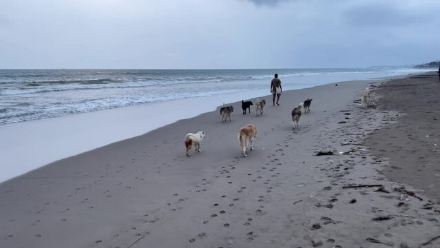 Anonymous man walking many dogs on a seaside. Idyllic scene with pets on ocean shore in early morning.