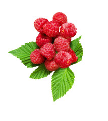 Fresh raw ripe red raspberry with green leaves closed up isolated on white