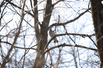 wild wood pigeon on branches in the forest