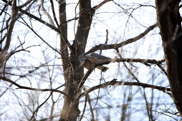 wild wood pigeon on branches in the forest