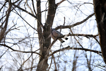 wild wood pigeon on branches in the forest