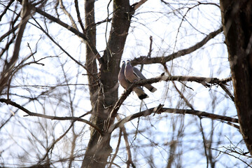 wild wood pigeon on branches in the forest