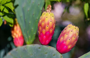 Colorful opuntia cactus fruits plantation.