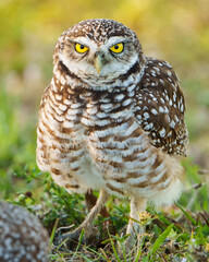 Burrowing Owl Staredown