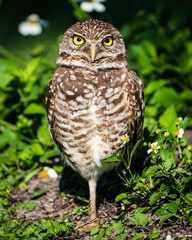 Burrowing Owl Yoga