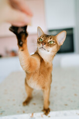 Hungry abyssinian cat with green eyes looking and waiting for food