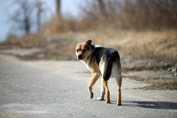 dog walking on the road