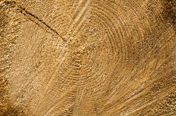 Close-up of a cross-section of a tree trunk.Texture of a cut tree with annual rings.Tree trunk cutaway.Wood texture background