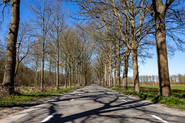 Empty straight asphalt road with trees and shadows on the roadway