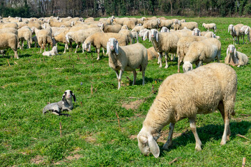 Obraz premium Pecore 4