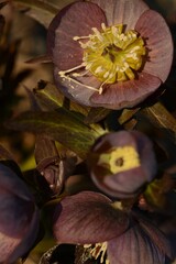 Light burgundy hellebore closeup in spring