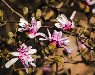 Closeup view of blooming pink magnolia flowers on dark background in Midwest