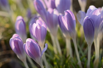 Delicate purple young crocuses bloom in early spring