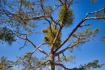Vischio parassitario su albero in montagna